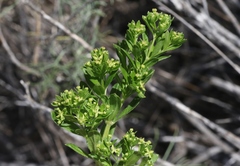 Galium buxifolium