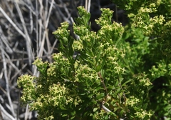 Galium buxifolium