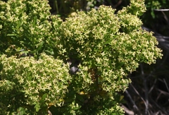 Galium buxifolium