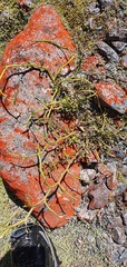 Carmichaelia odorata