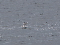 Larus brachyrhynchus