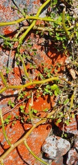 Carmichaelia odorata