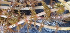 Myriophyllum triphyllum