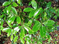 Pseudopanax macintyrei