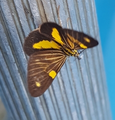 Phaeochlaena lampra