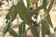 Opuntia auberi