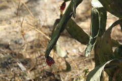 Opuntia auberi