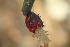 Opuntia auberi