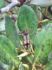 Phoracantha cruciata