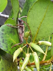 Phoracantha cruciata