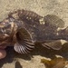 Grass Rockfish - Photo (c) prickly_sculpin, some rights reserved (CC BY-NC), uploaded by prickly_sculpin
