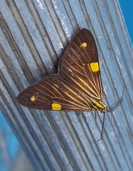 Phaeochlaena lampra