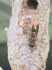 Leucospidae