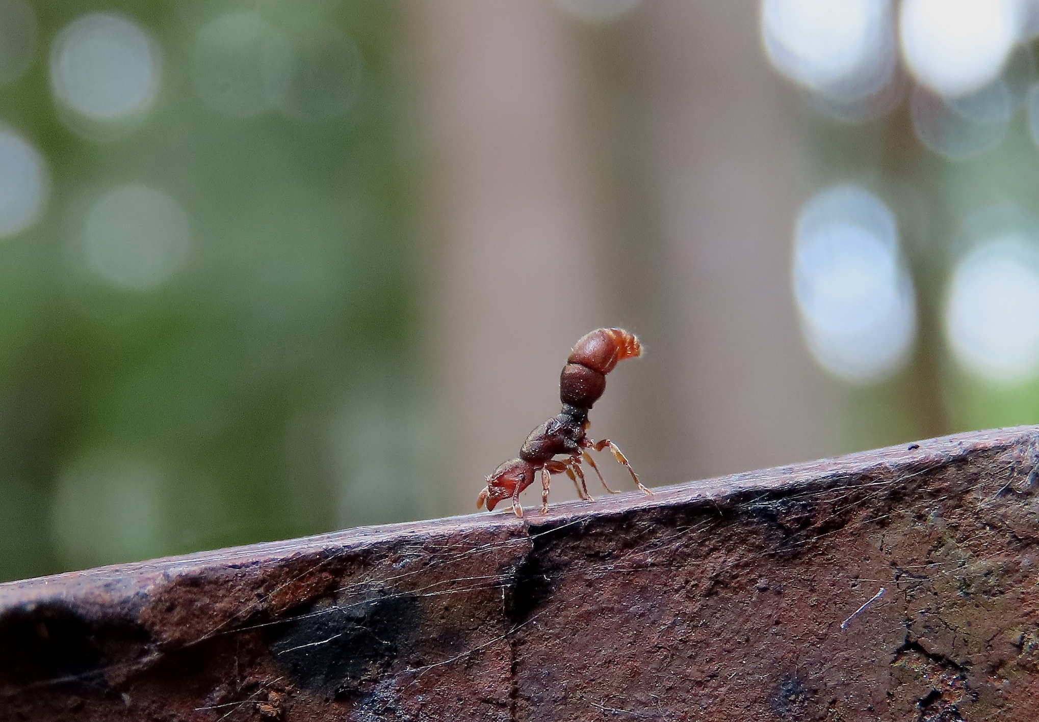Heteroponera imbellis
