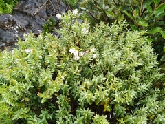 Topiary Speedwell (Veronica topiaria)