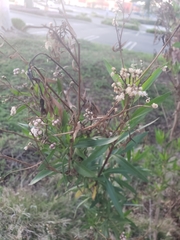 Baccharis salicifolia