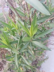 Baccharis salicifolia