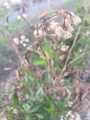 Baccharis salicifolia
