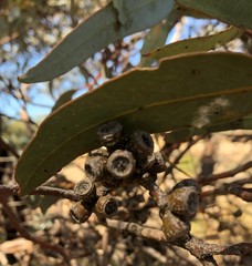 Eucalyptus dumosa