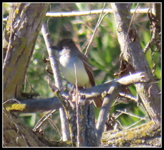 Myiarchus tyrannulus