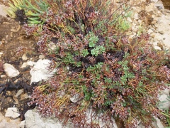 Limonium pseudominutum