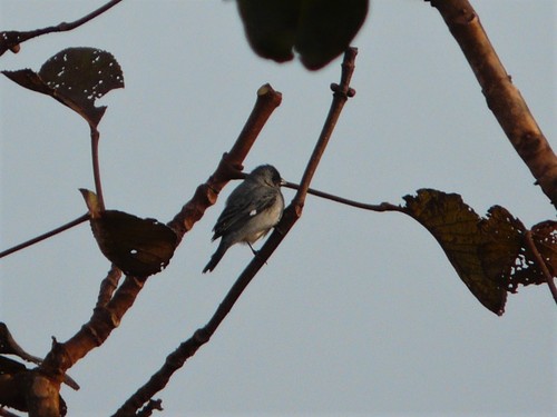 Plumbeous Seedeater (Sporophila plumbea), photo 5