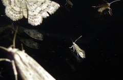Glyphipterix triselena
