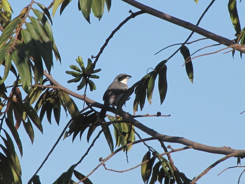 White-banded Tanager