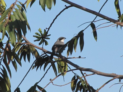 Shrike-like Tanager (Neothraupis fasciata), photo 2