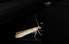 Anisoplaca ptyoptera