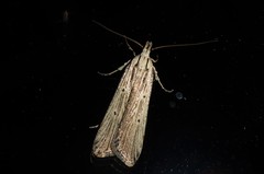 Anisoplaca ptyoptera