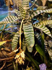 Aechmea chantinii