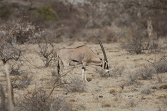 Oryx beisa beisa