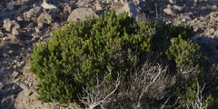 Erica manipuliflora