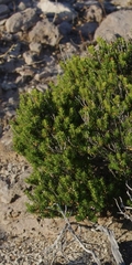 Erica manipuliflora