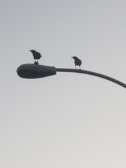 Corvus brachyrhynchos