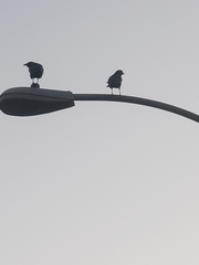 Corvus brachyrhynchos