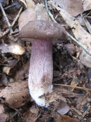 Tylopilus plumbeoviolaceus image