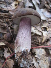 Tylopilus plumbeoviolaceus image