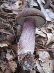 Tylopilus plumbeoviolaceus image