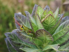 Agesander ruficornis