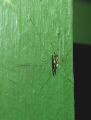 Dicranomyia pulchripennis