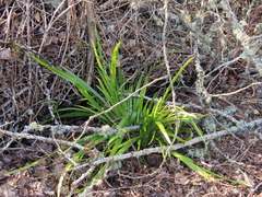 Iris foetidissima
