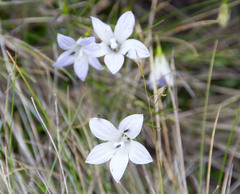 Wahlenbergia pygmaea