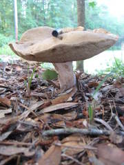 Tylopilus tabacinus
