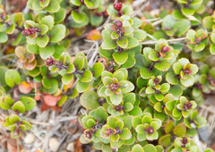 Gaultheria colensoi