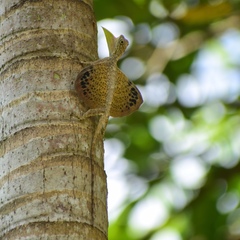 Draco palawanensis