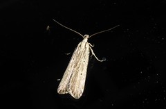 Anisoplaca ptyoptera