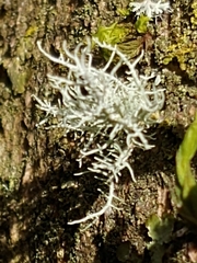 Usnea cornuta