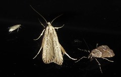 Anisoplaca ptyoptera